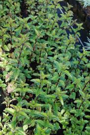 Garten Pfeffer Minze Mentha X Piperita Multimentha Minze Pflanzen Pflanzenwelt