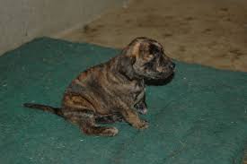 Four Weeks Old Tennessee Treeing Brindle Mountain Cur Puppy Hound Puppies Puppies Kitten Love