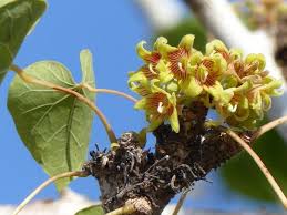 Image result for Sterculia africana