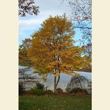Cercidiphyllum Japonicum Heronswood Globe Heronswood Globe Katsura Katsura Tree Formal Garden Design Broken Arrow Nursery