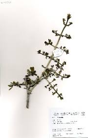 Image result for Pyrostria