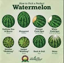 More images for how to pick a sweet watermelon youtube » Healthy Wild Free Also Eat The Watermelon Seeds Here S Why Https Www Youtube Com Watch V P27fnbn1oci Facebook