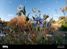 Image result for Trichodesma zeylanicum