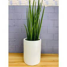 I recently bought a sans frozen at a local nursery. Snake Plant Sansevieria Bacularis In Plastic Plant