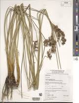 Image result for Juncus kraussii