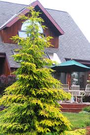 Image result for Berlinia orientalis