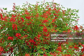 Image result for Erythrina crista-galli