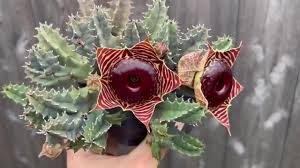 Image result for Huernia zebrina