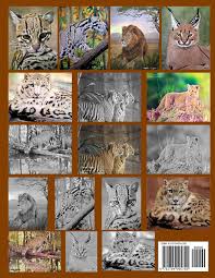 40+ wild cat coloring pages for printing and coloring. Big Cats Kingdom Life Escapes Adult Coloring Book 48 Grayscale Coloring Pages Of Big Wild Cats Like Lions Tigers Cougars Leopards Cheetahs And Cats Like The Caracal Ocelot Cat And More