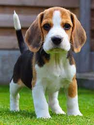 Things We All Respect About The Happy Beagle Pup Beaglegirl Beagleme Beaglesfacts Dog Breeds Beagle Puppy Cute Beagles