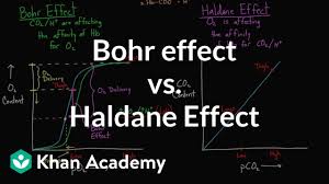 Bohr Effect Vs Haldane Effect Video Khan Academy