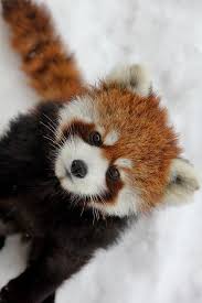El Panda Rojo O Panda Menor Ailurus Fulgens La Clasificacion Taxonomica Del Panda Rojo Y Del Panda Gigante Ha Sido Objeto Panda Rojo Pandas Rojos Panda Menor