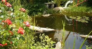 Bau ihr doch ein teich. Nordamerikanische Wasserschildkroten Gartenteich
