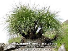 Image result for Xerophyta wentzeliana