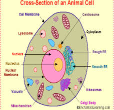 Structure of animal cell for class 8. Grade 8 Cells Test