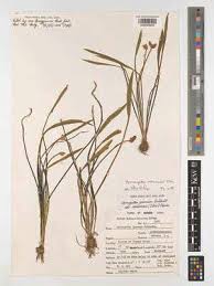 Image result for Aponogeton rehmannii