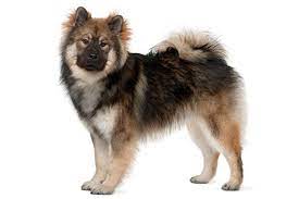Advertise, sell, buy and rehome rottweiler dogs and puppies with pets4homes Eurasier Dog Breed Information American Kennel Club Eurasier Dog Dog Breeds Dogs
