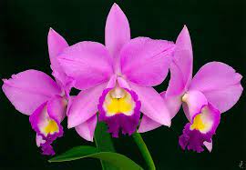 Cattleya 1 Cattleya Orchid Cattleya Orchid Plants