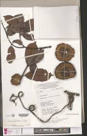 Image result for Clitandra cymulosa