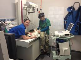 Hours may change under current circumstances Montrose Veterinary Centre The Veterinary Map
