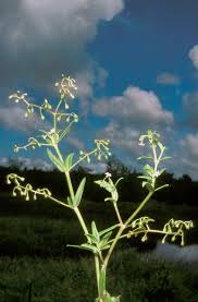 Image result for Pentodon pentandrus