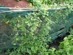 Image result for Vigna hosei