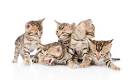 Male bengal cat names - CatsNames