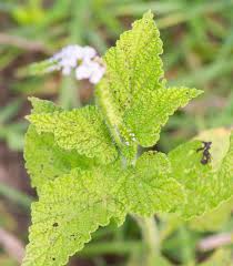 Image result for Heliotropium indicum