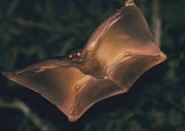 Colugo An Arboreal Gliding Mammal Of Southeast Asia Animali