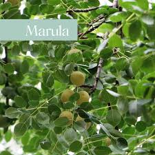 Image result for Sclerocarya birrea