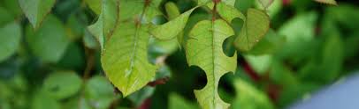 Check spelling or type a new query. Nearly Perfect Circle Holes In Leaves Of Plants Melinda Myers