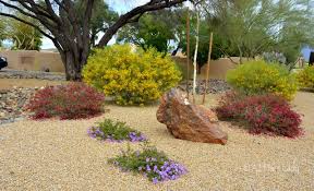 Giant Bird Of Paradise Arizona Drive By Landscapes Winter Beauty In The Southwest Garden Ramblings From A Desert Garden Featherycassia Desert Garden Ornamental Grasses Flowering Shrubs