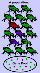 Changes To The Gene Pool All Of The Phenotypes In A Population Example Of Microevolution Natural Selection Evolution Gene
