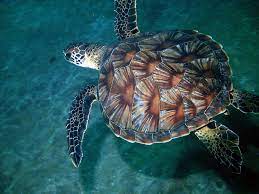 It is constructed of modified bony elements such as the ribs, parts of the pelvis and other bones found in most reptiles. Turtle Shell The Intricate Pattern Of This Green Sea Turtl Flickr