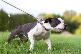 Check spelling or type a new query. Dog Behavior My Dog Pulls On The Leash Fear Free Happy Homes