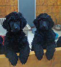 Black And White Standard Poodle Puppies For Sale White And Pink Girls Jan 7 Poodle Puppy Poodle Dog Black Standard Poodle