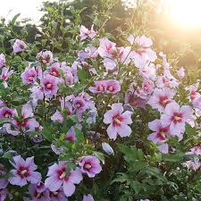 Image result for Hibiscus schinzii