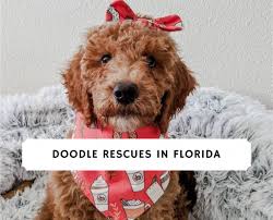 Goldendoodle puppies available for sale in palm beach, fl from top breeders and individuals. Mini Goldendoodle For Sale Florida Cheap