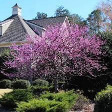 Purple flowers on the twigs. Eastern Redbud Trees For Sale Brighterblooms Com