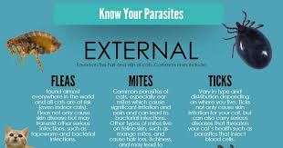 See full list on petmd.com Parasite Prevention Cat Friendly Homes