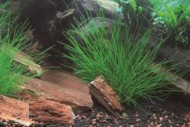 Image result for Eleocharis setifolia