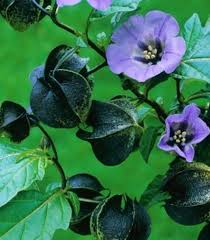Image result for Nicandra physalodes