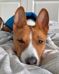 Follow @basenji_house for more turn on post notifications for daily basenji stories ( @basenji_house ). I Have Been Trapped In This House For 3 Weeks I Had To Have A Tooth Pulled After I Beat Up 5 Dogs Or It Wa Basenji Puppy Basenji Dogs Animal Photography Dogs