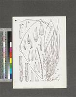 Image result for Rhytachne