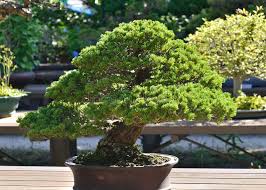 Focussing on styling bonsai, showing member's trees, bonsai care and general help. 670 Bonzai Tree Photos Free Royalty Free Stock Photos From Dreamstime