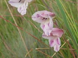 Image result for Gladiolus crassifolius