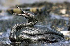 Shell Oil Gets A Little Too Slick Oil Spill Oil Pollution Deepwater Horizon Oil Spill