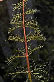 Image result for Bidens kirkii