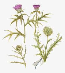 Image result for Dipsacus pinnatifidus