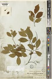 Image result for Grewia trichocarpa